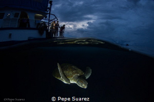 All day waiting for a turtle and she decided to visit our... by Pepe Suarez 
